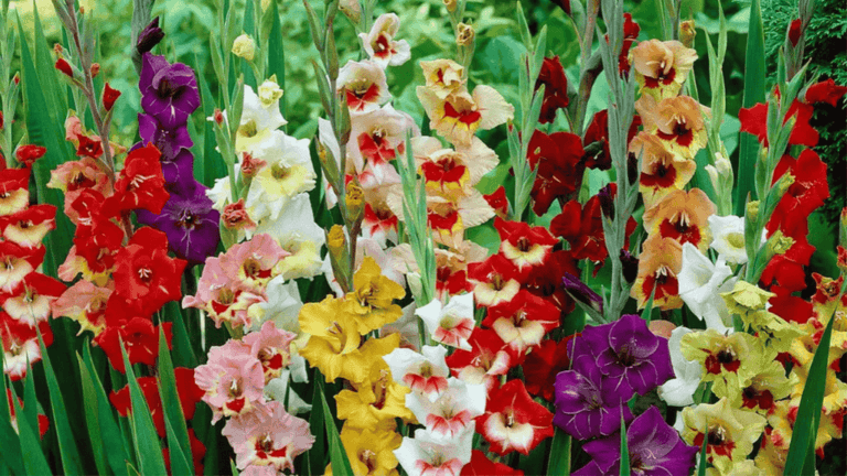 Gladiolus: Elegant Spikes for Your Garden 1 Gladiolus