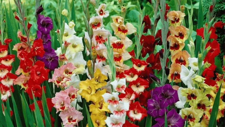 Gladiolus: Elegant Spikes for Your Garden 1 Gladiolus