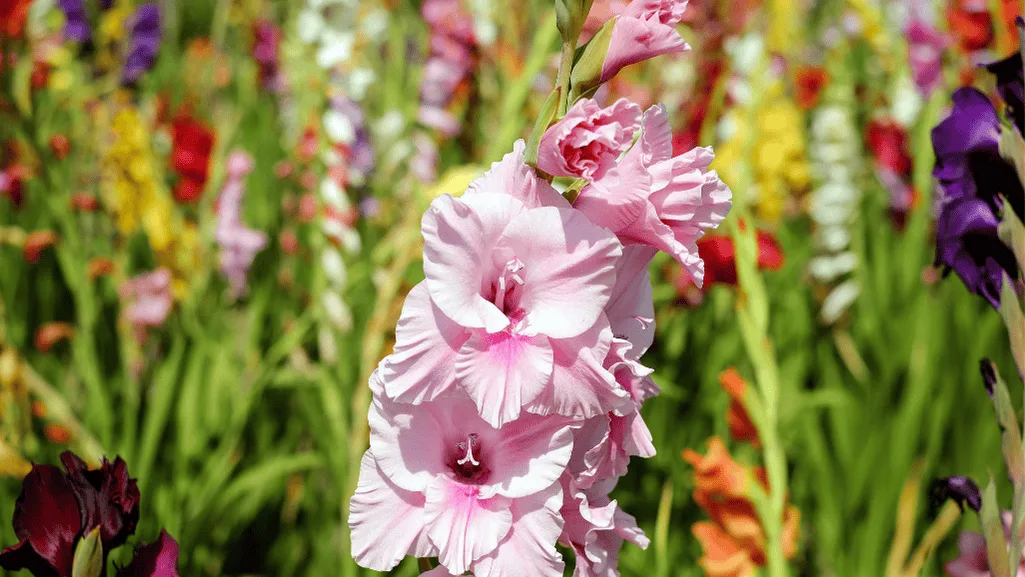 Gladiolus