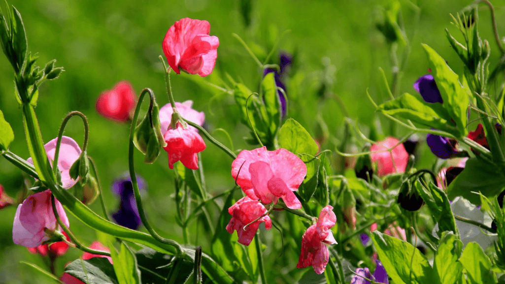 Growing April Birthday Flower