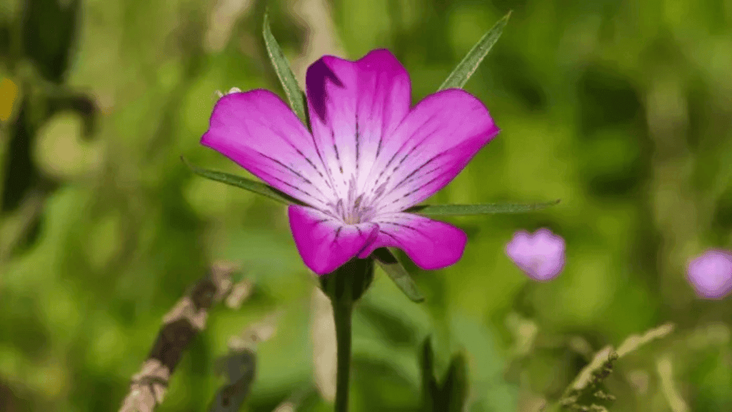 Identifying Native Wildflowers