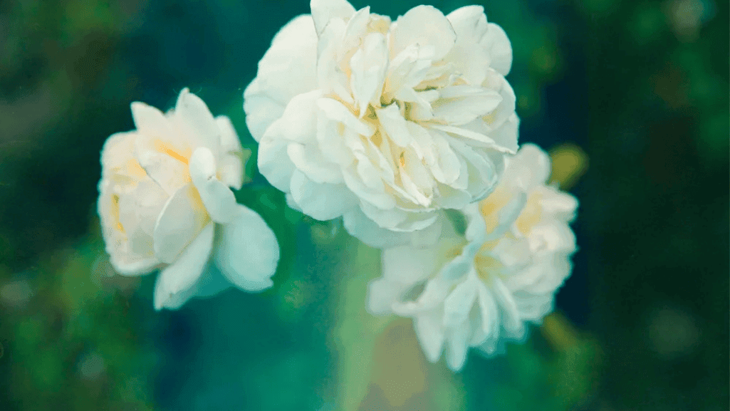 Indoor gardenia plant with white blooms