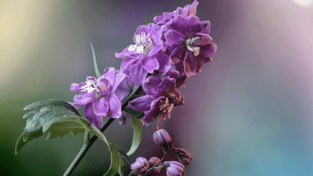 July Birth Flower Color Variations and Their Significance
