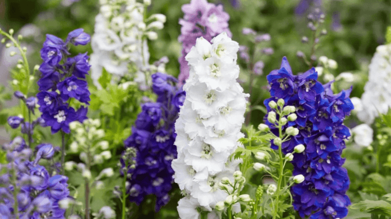 July Birth Flower: Discover Its Significance & Beauty 1 July birth flower