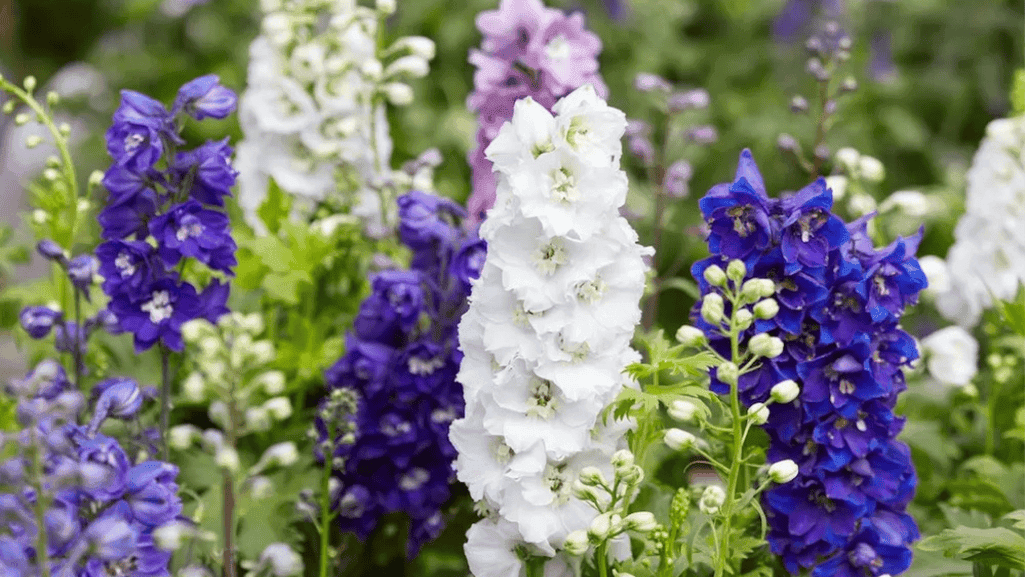 July Birth Flower: Discover Its Significance & Beauty 1 July birth flower
