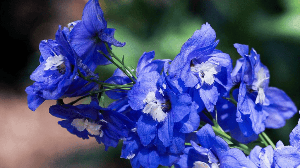 July flower symbolism