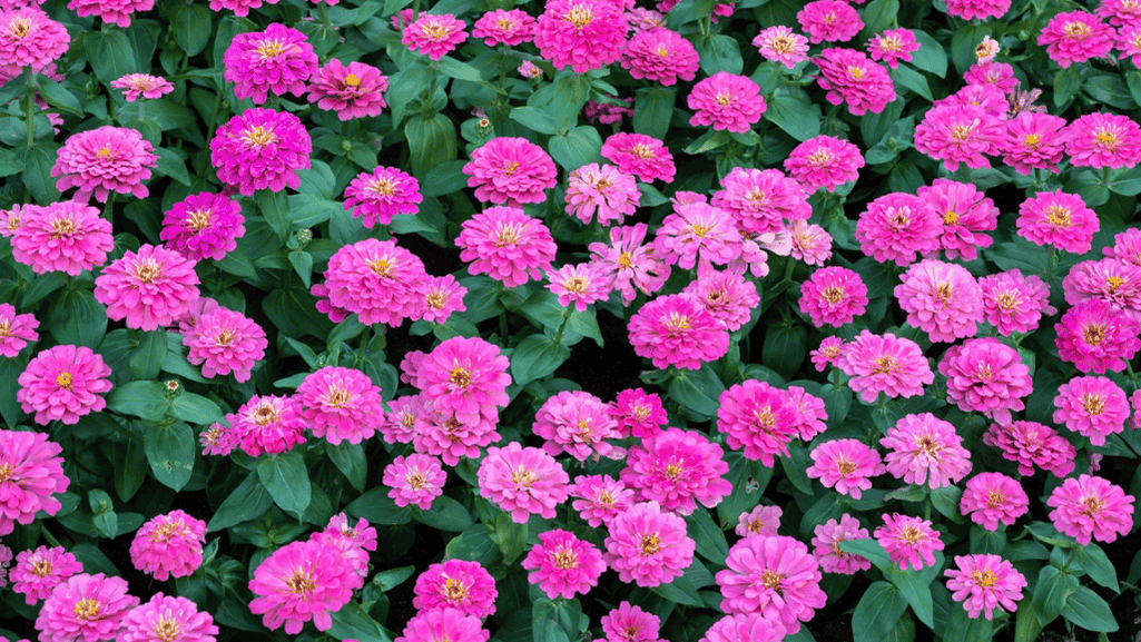 Keeping July Blooms Thriving