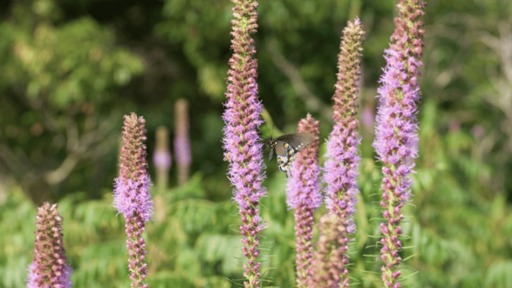 Liatris attracting pollinators in a perennial border