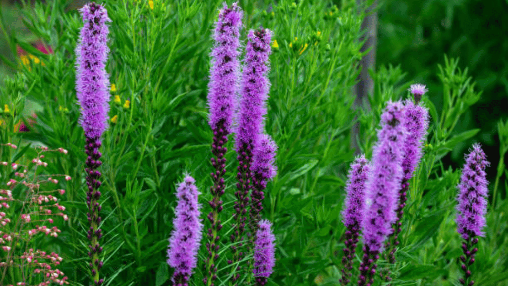 Liatris spicata in a prairie restoration