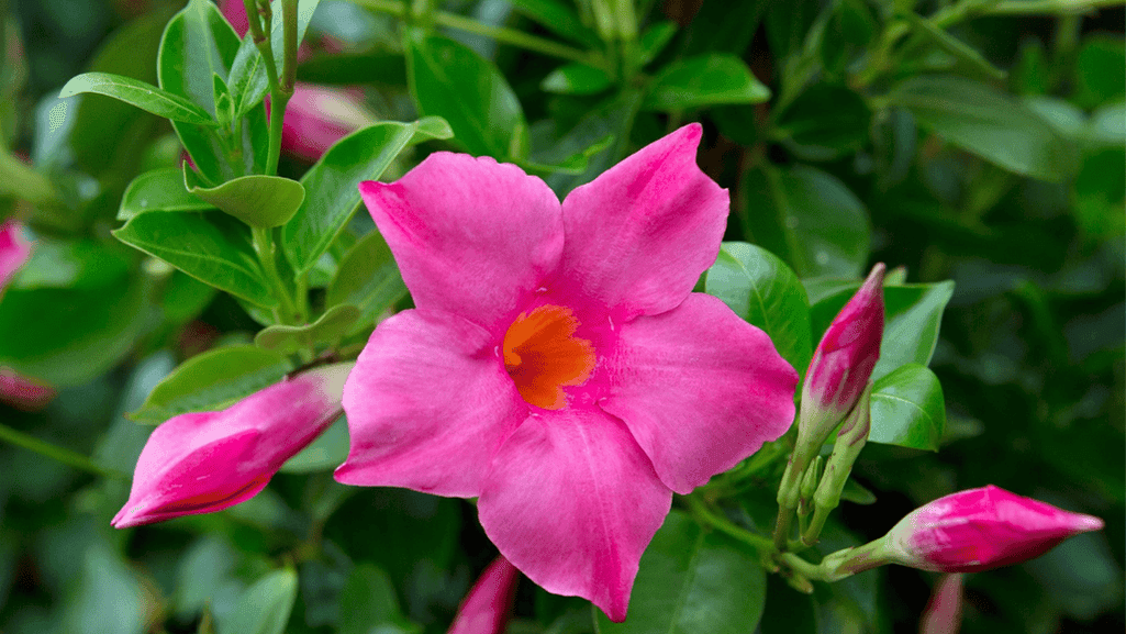 Essential Tips for Best Care of a Mandevilla Plant 1 Mandevilla Plant