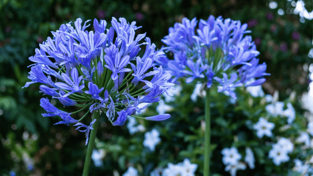 Maximizing Agapanthus blooms