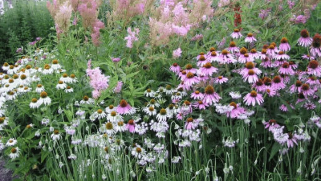 Native Wildflower Landscapes