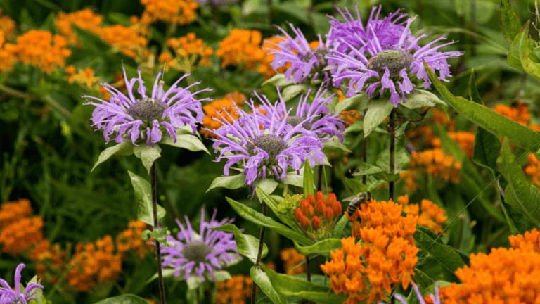 Native Wildflowers