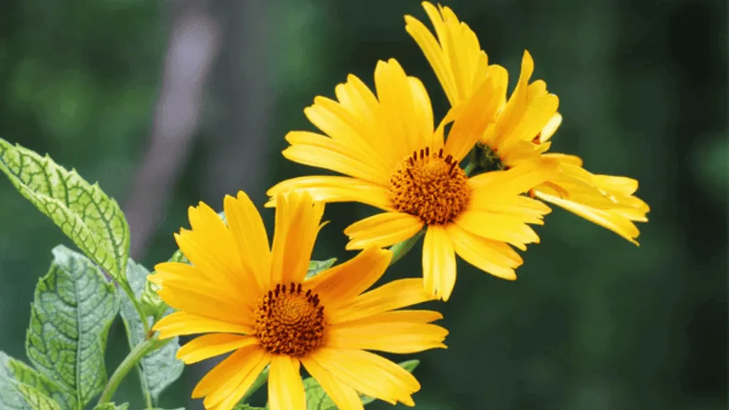 Native Wildflowers for Various Climates and Regions