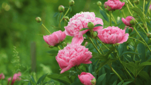 November Birth Flower