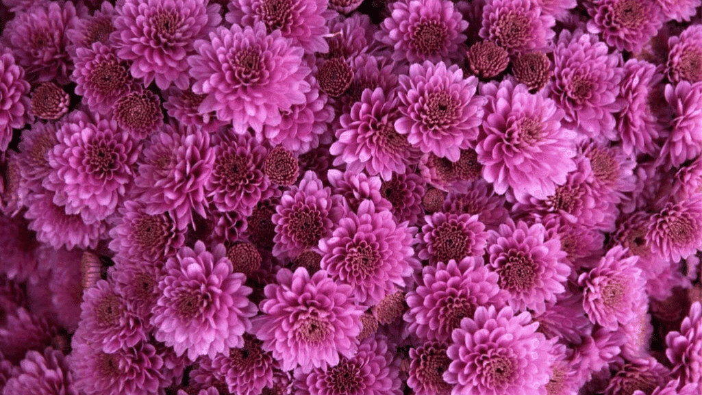 November flower symbolism