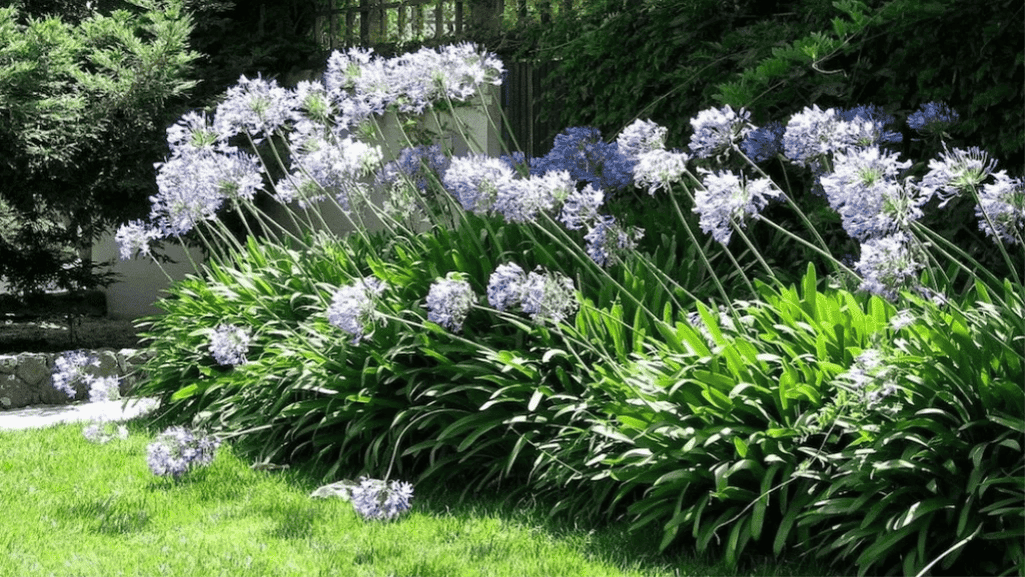 Planting Agapanthus