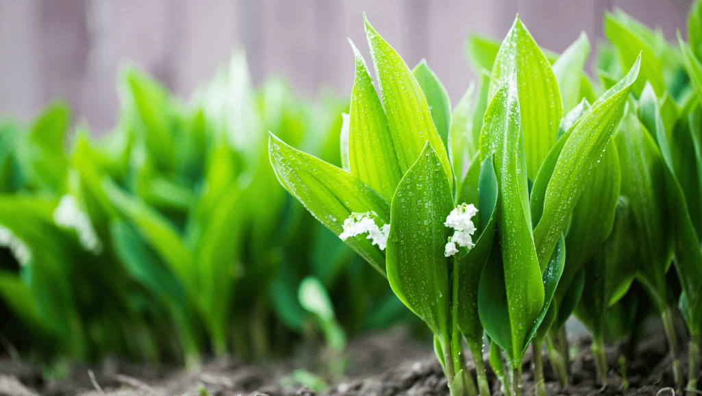 Planting lily of the valley bulbs