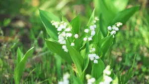 Planting lily of the valley bulbs