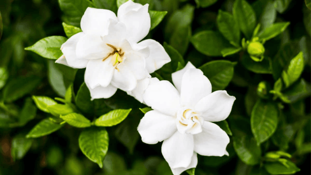 Planting gardenias in partial sun