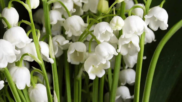 Planting lily of the valley bulbs