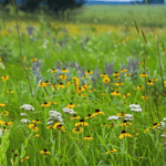 Prairie Grasses and Flowers