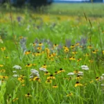 Prairie Grasses and Flowers