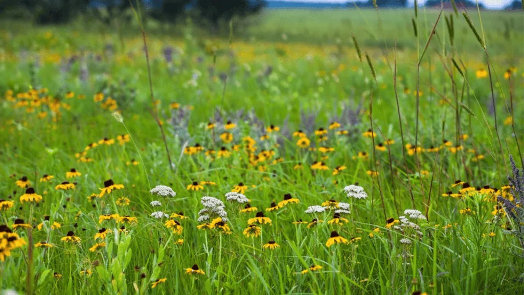 Prairie Grasses and Flowers