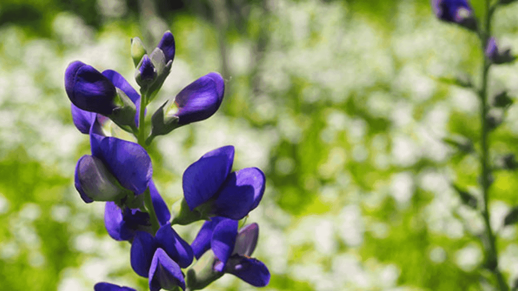 Protecting Native Wildflowers
