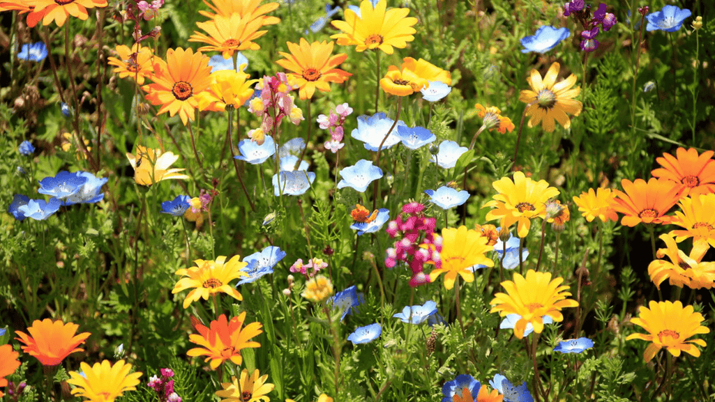 Seasonal Planting and Blooming Cycles