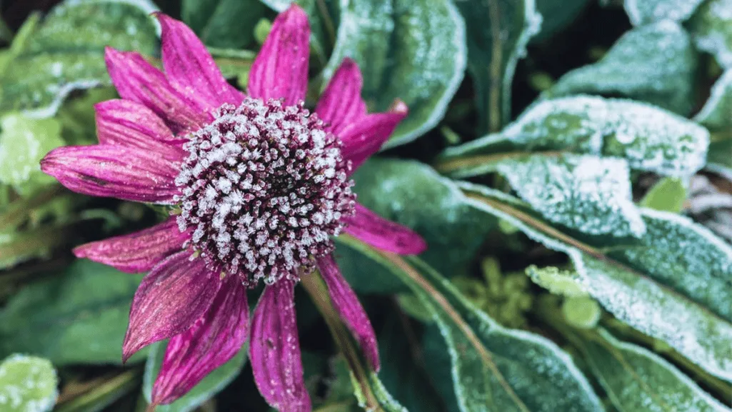 Selecting the Right Flowers for Your Winter Garden