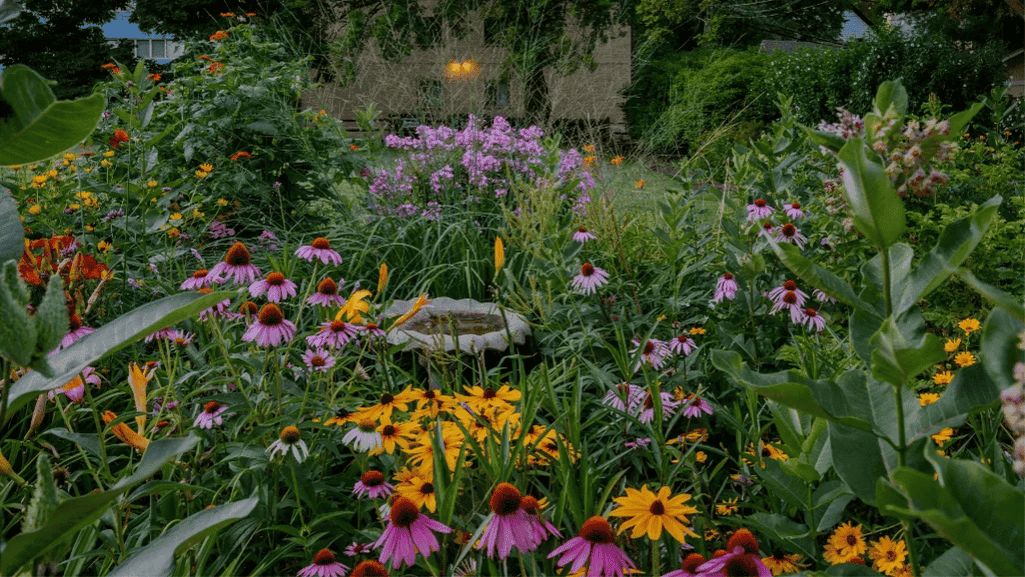 Top Picks for Zone 5 Perennials