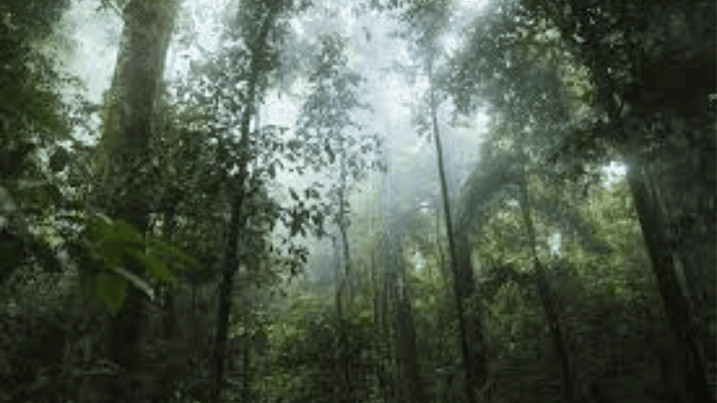 Tropical Climate