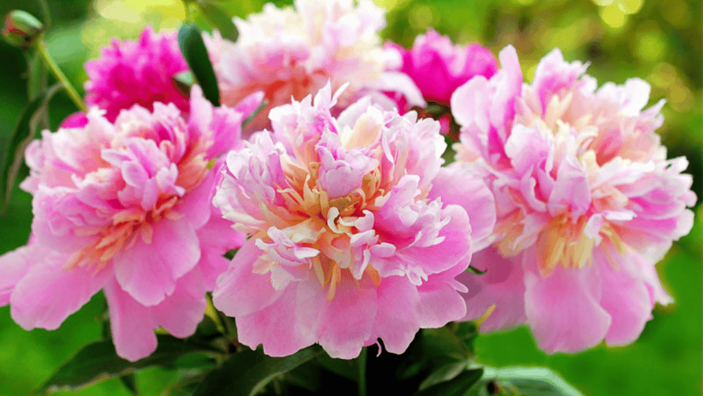 Uncovering the November Birth Flower Symbolism