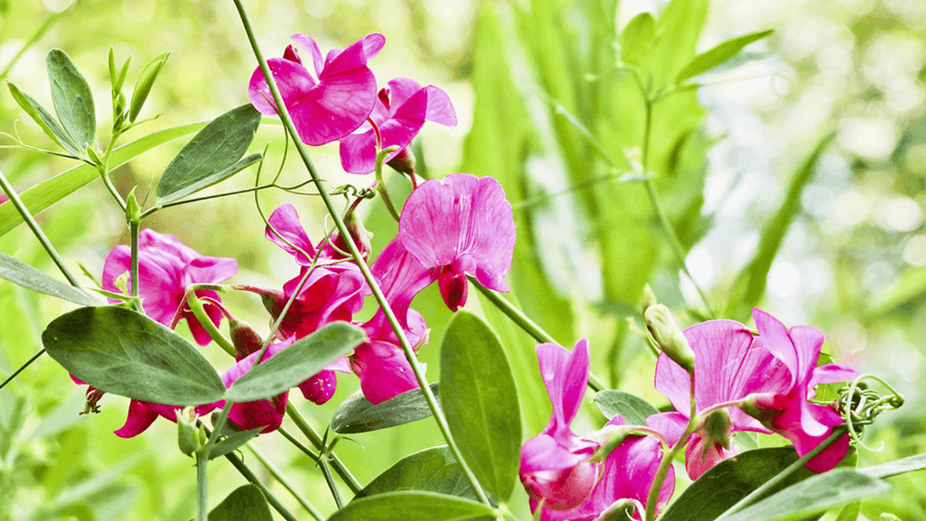 Vibrant Sweet Pea Flowers