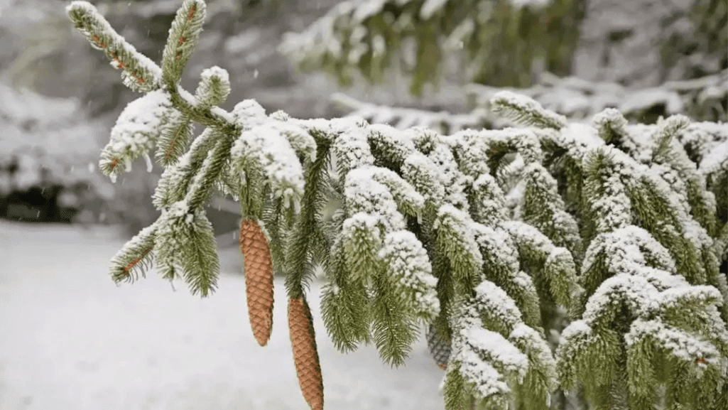 Winter Garden Protection Strategies