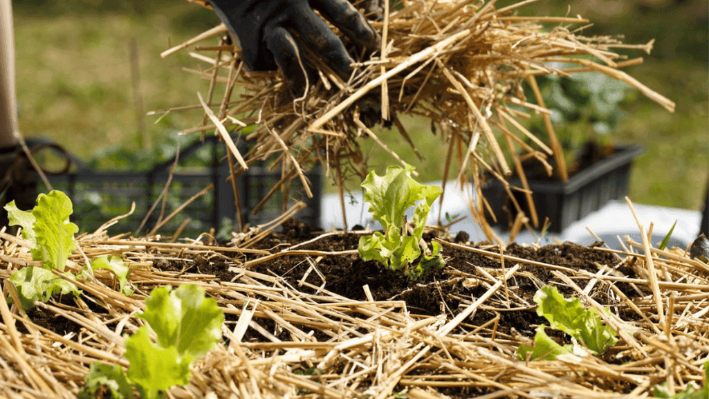 Winter Gardening Mulching Techniques