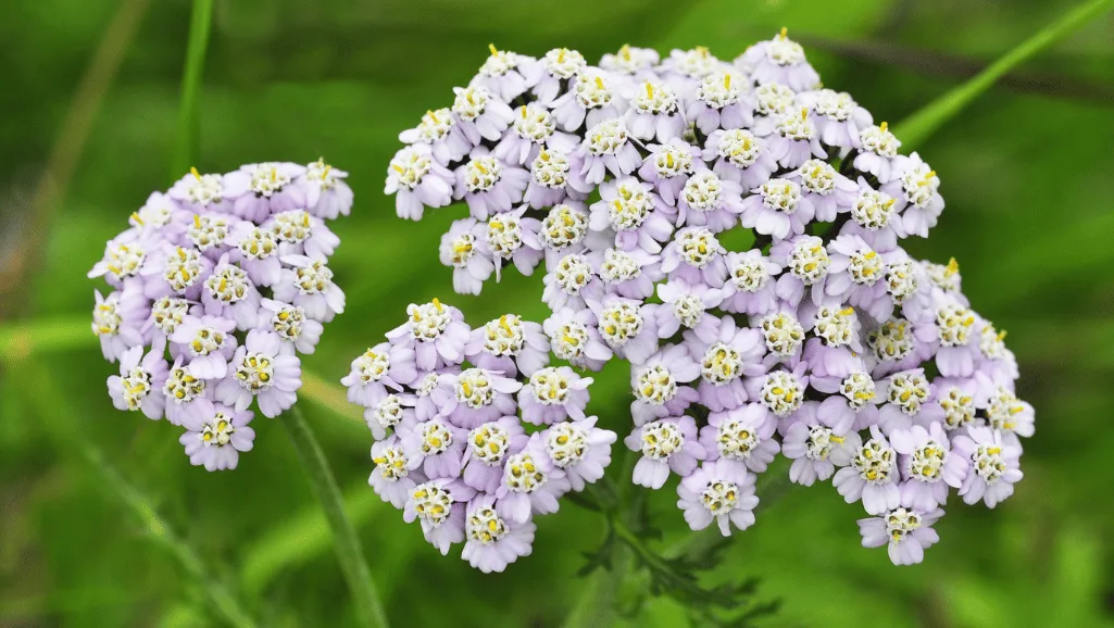 Yarrow Propagation