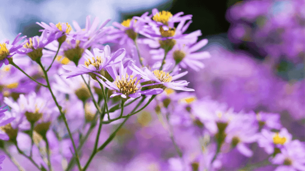 Zone 5 Perennial Border1