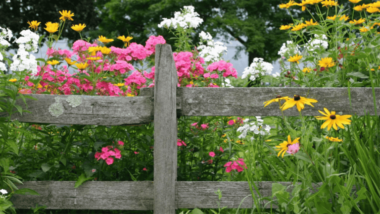Zone 5 Perennials: Best Varieties for Your Garden 1 Zone 5 Perennials 5