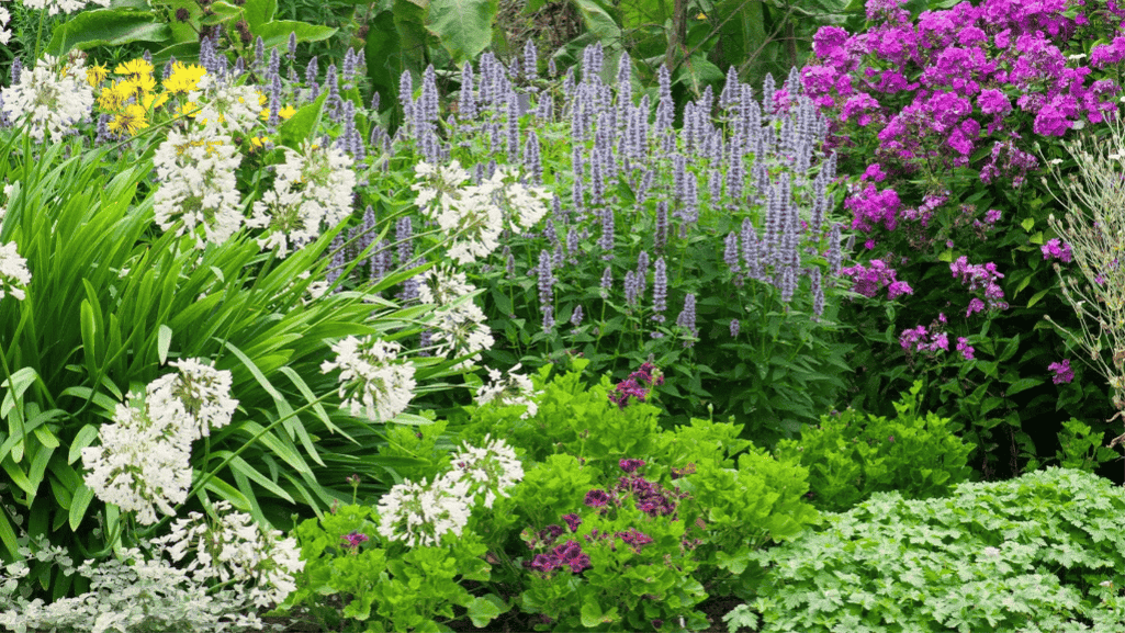 Zone 5 shade perennials