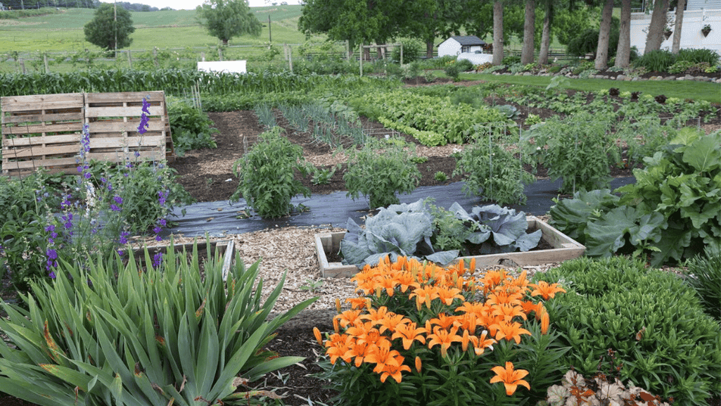 amish community gardening