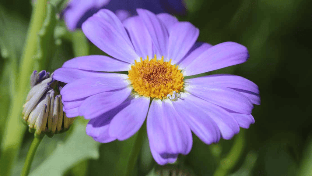 daisy flower arrangement