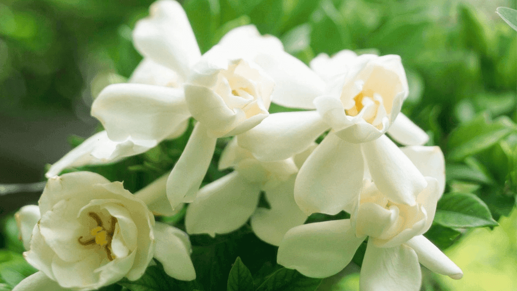 floral design with gardenias