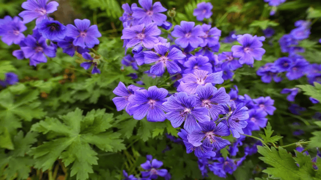 global flower symbolism