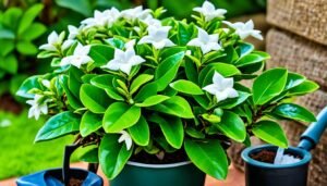 how to care for a gardenia plant