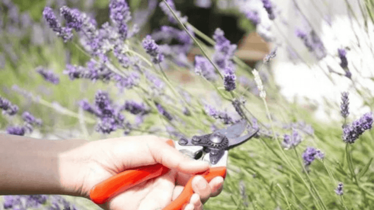 lavender pruning techniques
