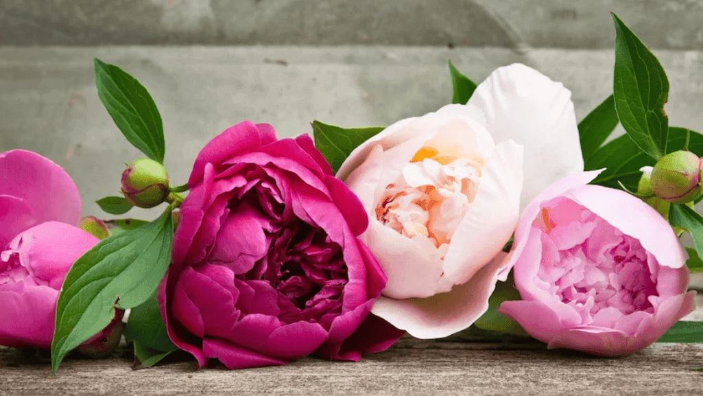 luxurious blooms of peony november birth flower
