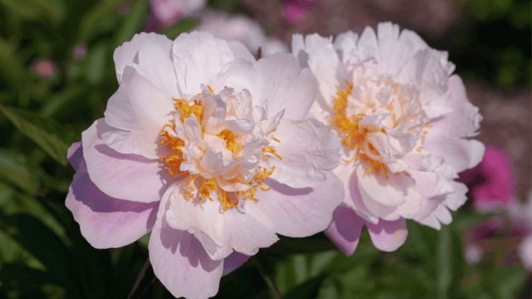 peony