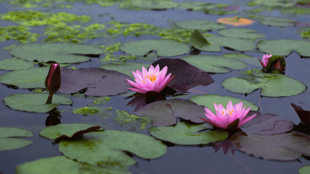 spiritual significance of water lilies